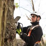 What Trees Commonly Need Tree Lopping in Sydney?