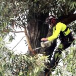 How Do You Plan a Safe Tree Removal on Your Property?