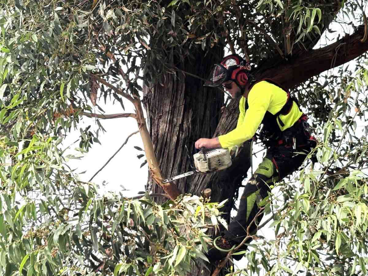 tree removal
