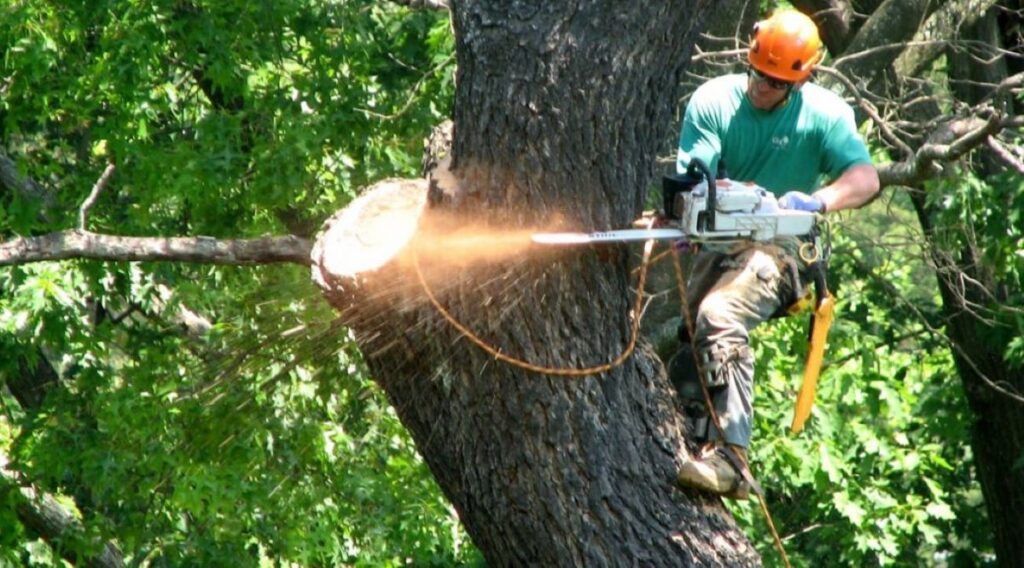 tree removal